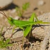 Acrotylus longipes