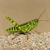 Acrotylus patruelis