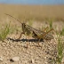 Arcyptera fusca