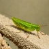 Acrida ungarica