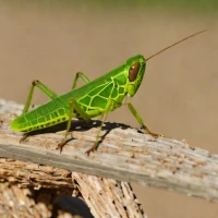 Austracris guttulosa