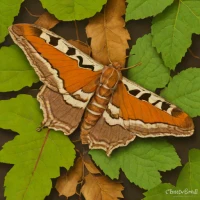 American lappet moth