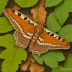 American lappet moth