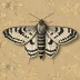 Argent and sable moth
