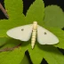 Apple ermine moth