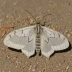 American dagger moth