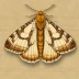 Angle shades moth
