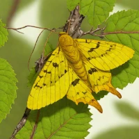 August thorn moth