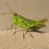 American Bird Grasshopper (Schistocerca americana)