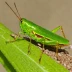 Admirable Grasshopper (Syrbula admirabilis)