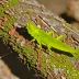 Autumn Yellow-winged Grasshopper (Arphia xanthoptera)