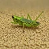African Rice Grasshopper (Hieroglyphus daganensis)