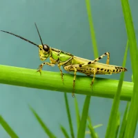 Aquatic Grasshopper (Cornops aquaticum)
