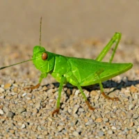 Aiolopus thalassinus (Green-winged Grasshopper)
