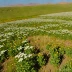 Alborz Mountain Steppe (Iran)
