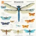 Alibaba Dragonfly