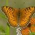 Atlantis Fritillary