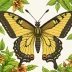 African Giant Swallowtail