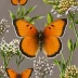 American Copper