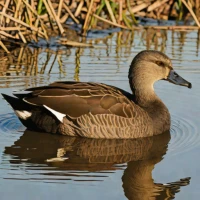 African Black Duck