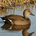 African Black Duck