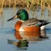 Australasian Shoveler