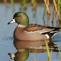 American Wigeon