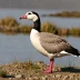 Andean Goose