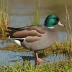 Auckland Teal