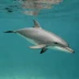 Australian Snubfin Dolphin
