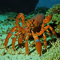 Andaman lobsterette (Metanephrops andamanicus)