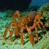 Andaman lobsterette (Metanephrops andamanicus)