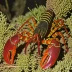 Australian lobsterette (Metanephrops australiensis)