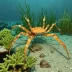 Arrow Crab