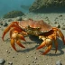 Atlantic Rock Crab