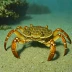 Arch-fronted Swimming Crab