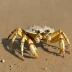 Atlantic Ghost Crab