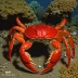 Atlantic Deepsea Red Crab