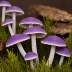 Amethyst Deceiver