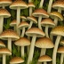 Aniseed Toadstool