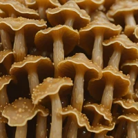Auricularia Polytricha