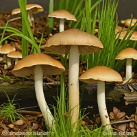 Agrocybe Praecox