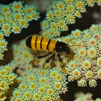 Atlantic Bumblebee Shrimp