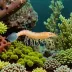 Arctic Lebbeid Shrimp