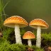 Amanita caesarea subsp. crocea