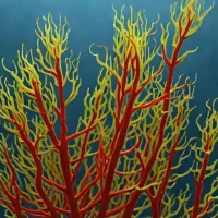 Antithamnion plumula