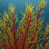 Antithamnion plumula
