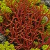 Ahnfeltiopsis devoniensis