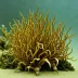 Aglaozonia parvula