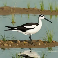 Avocet snipe eel